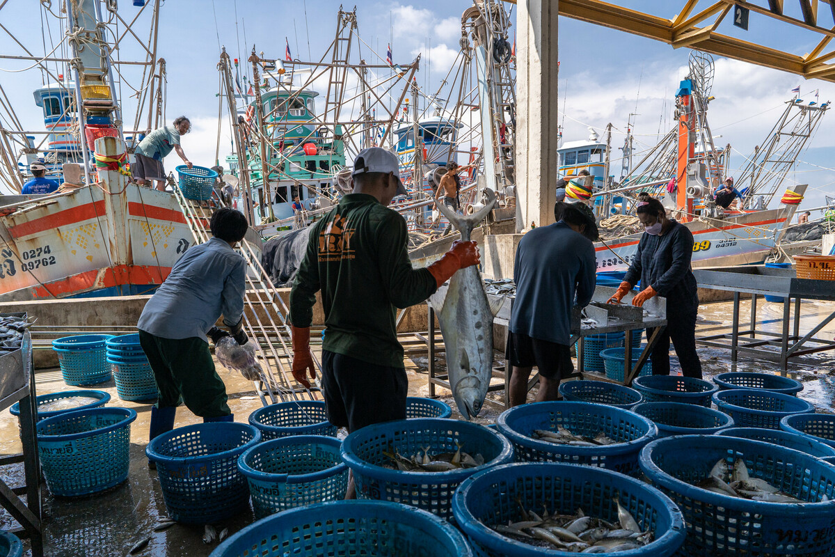 Fishing industry in Samut Sakhon, Thailand. Thailand is a top 5 global seafood producer, with exports reaping over $7 billion. But the profitable industry supplying consumers around the world with cheap seafood comes at a high cost to both the environment and to workers. The overwhelming majority of workers in Thailands fishing and seafood processing industries are migrants from Myanmar, Laos and Cambodia. Labour brokers recruit from vulnerable communities, promising favourable employment in the construction, manufacturing, or agriculture industries. Migrants often incur debt from their recruitment, fees and costs associated with transportation and securing employment in Thailand. These debts are paid off through deductions from workers earnings with employers and brokers frequently using debt manipulation to inflate the amounts and force people into bonded labour. This and the other images in this collection are showing the context in which the Freedom Fund Thailand hotspot operates. They show the location as well as the boats on which migrant workers work. They also show facilities for processing seafood and the markets in which seafood is traded. We do not have names or stories of any of the individuals shown in this collection because that was not the purpose of this commission. Jittrapon Kaicome / The Freedom Fund